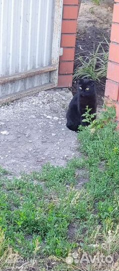 Кошка Багира в добрые руки
