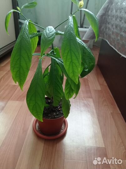 Пахистахис жёлтый