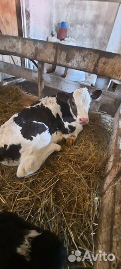 Бычки и телята