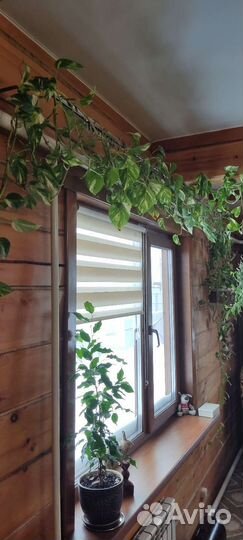 Эпипремнум-сциндапсус