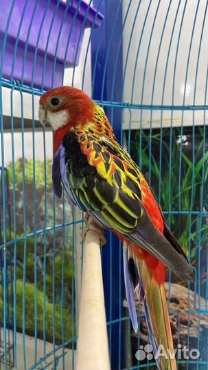 Попугай розелла в наличии