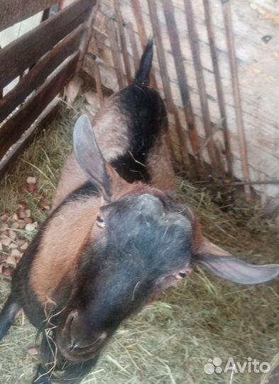 Козы дойные и козёл