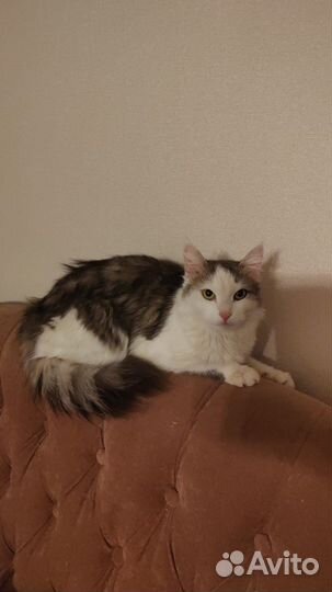 Добрая кошка
