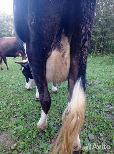 Корова дойная