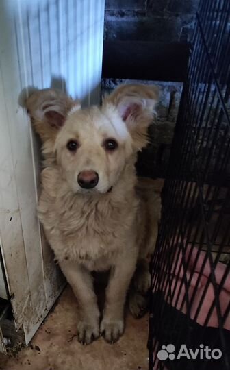 Щенок девочка бесплатно