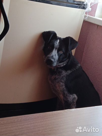 Щенок подросток