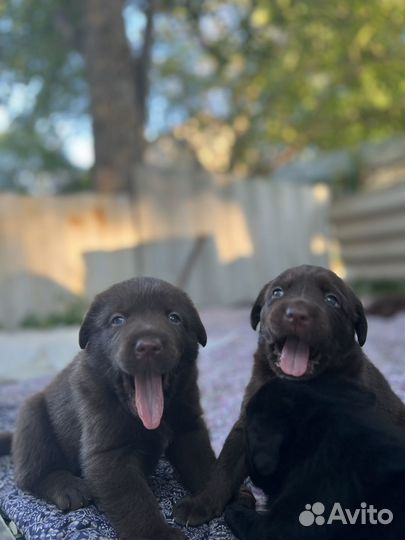 Щенки лабрадора метис