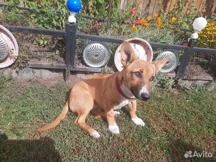 Собачка для души