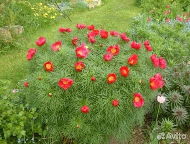 Семена пионов