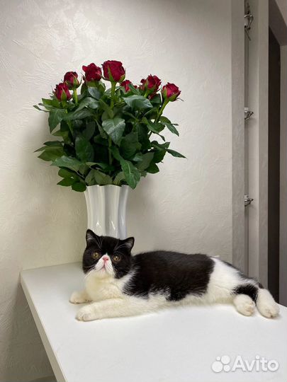 Передержка домашних животных