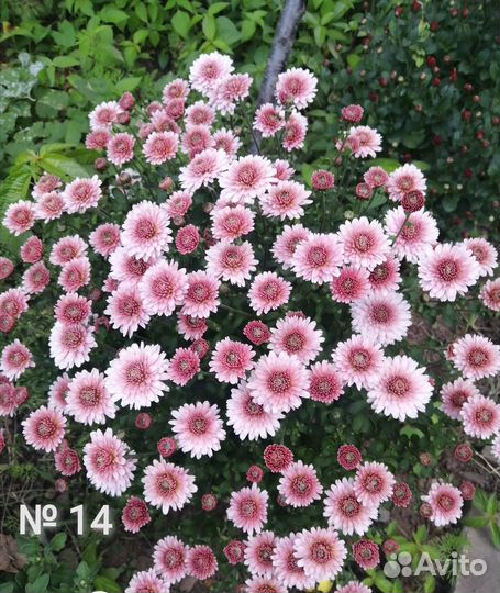 Хризантем мультифлора