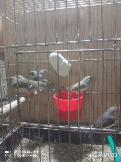 Зебровые амадины