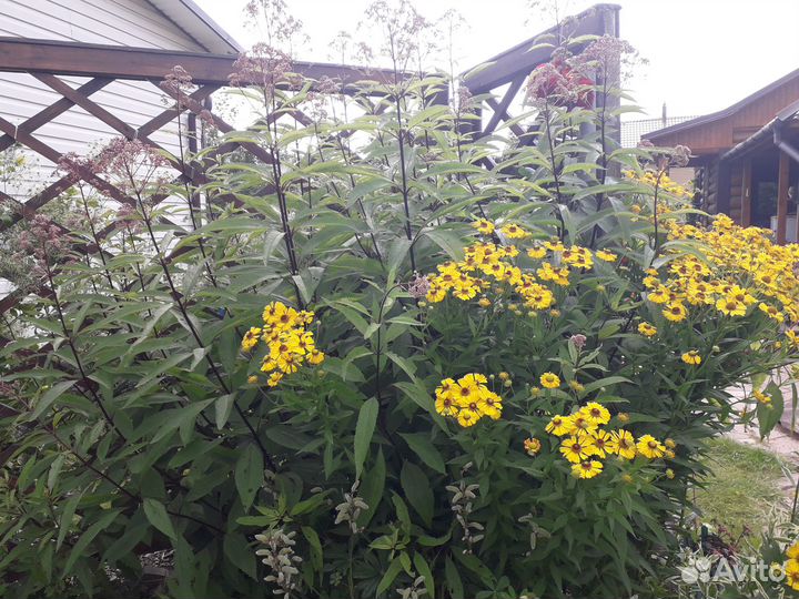 Саженцы ежевики,Клематис,Вербейник