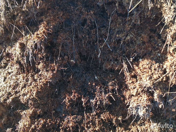 Навоз коровий свежий