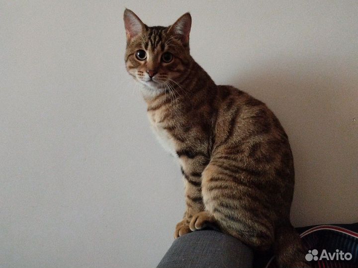 Бенгальский кот вязка