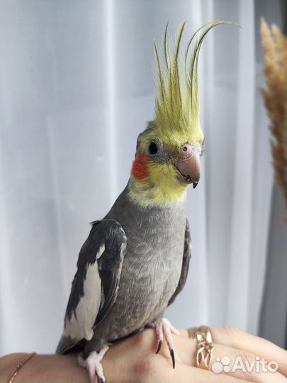 Попугай корелла самец 7 мес