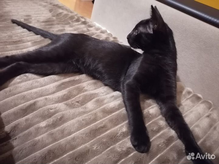 В добрые руки