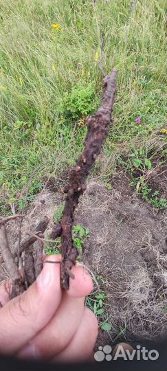 Лапчатка дикорос