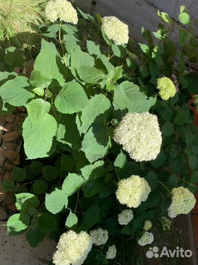 Саженцы гортензии белой, сирень сиреневая