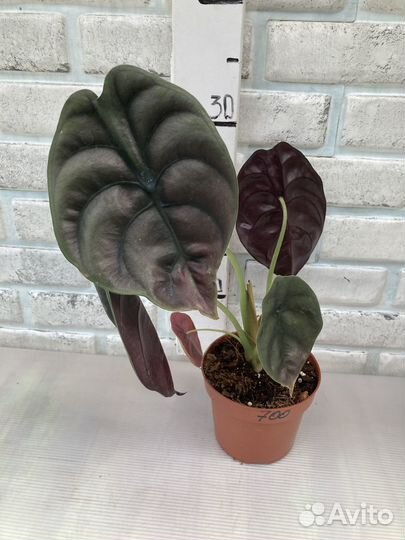 Алоказии разных сортов из питомника растений