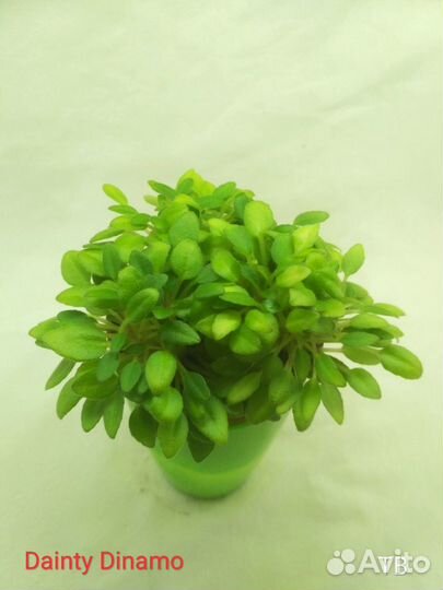 Фиалки-трейлеры (ампельные)