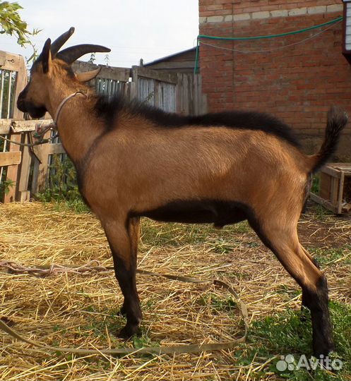 Продаю козу и гусей