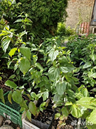 Саженцы кизила