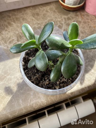 Денежное дерево