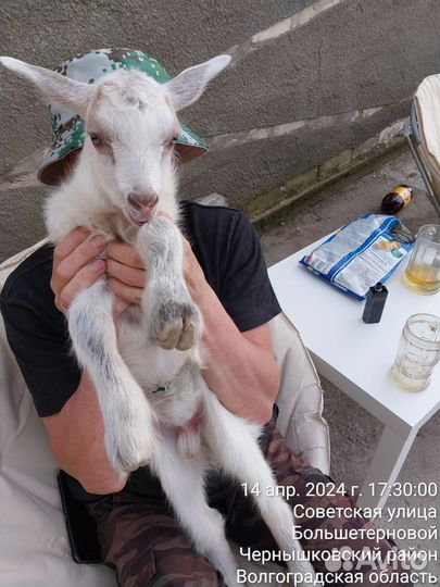 Козлик (заано-альпиец (метис 50/50)