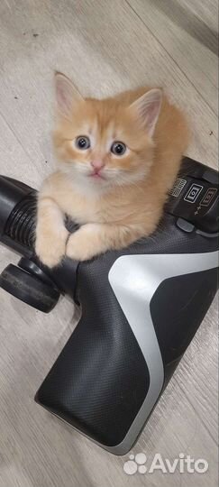 Котята в добрые руки бесплатно