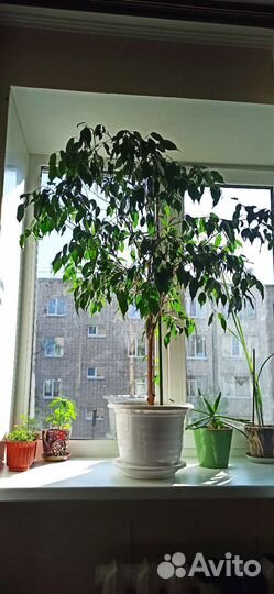 Фикус бенджамина