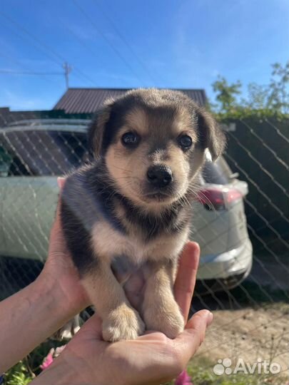 Отдам щенков в добрые руки