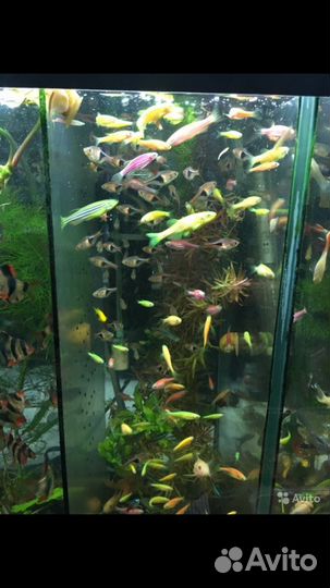 Аквариумные рыбки, аксолотли