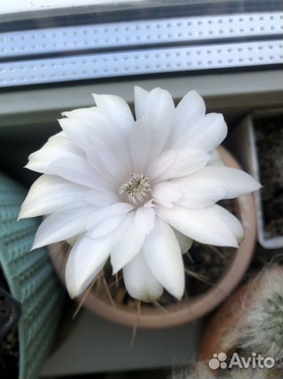 Детки кактуса