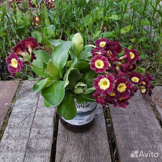 Многолетняя рассада Примула,маргаритки махроаые