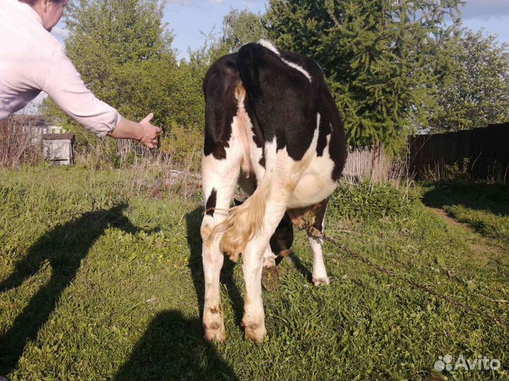 Корова голштинской породы