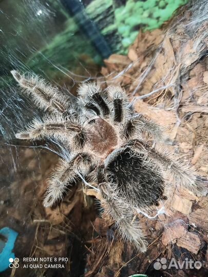 Пауки семейки Адамс