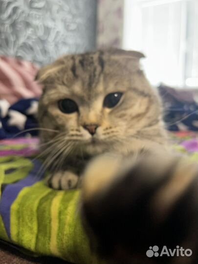 Вязка кот шотландский вислоухий