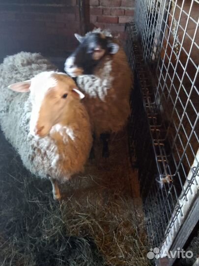 Продаю овец