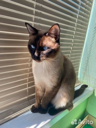 Тайские котята