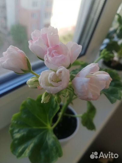 Сортовая тюльпановидная цветущая пеларгония