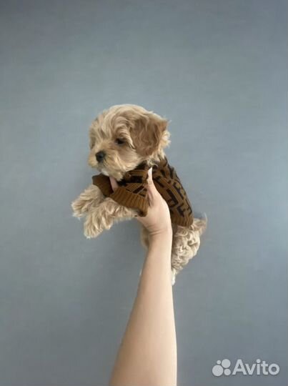 Мальтипу f1 mini девочка