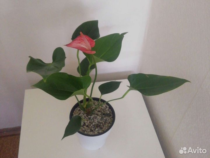 Антуриумы разные