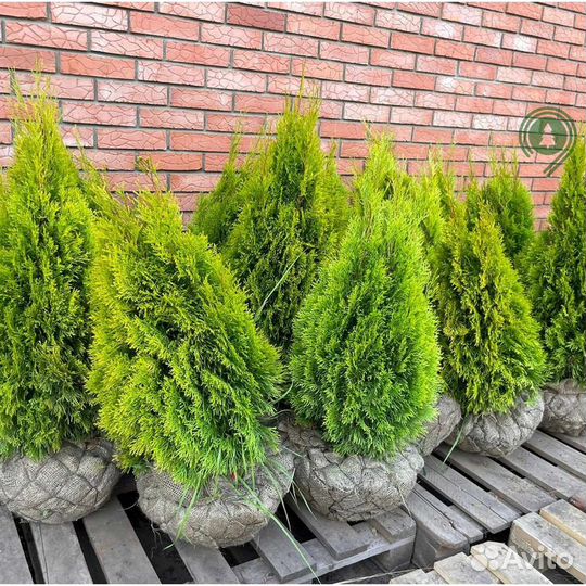 Туя смарагд с наших полей