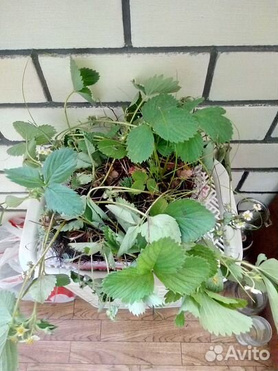 Отростки клубники