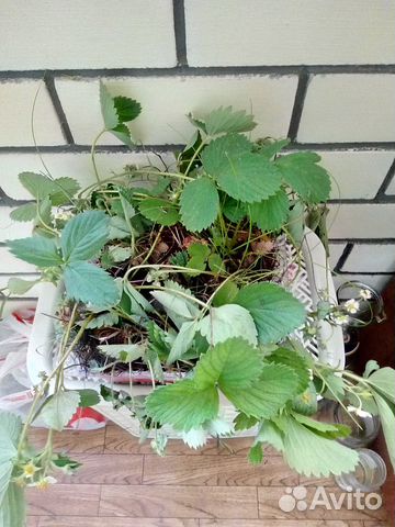 Отростки клубники