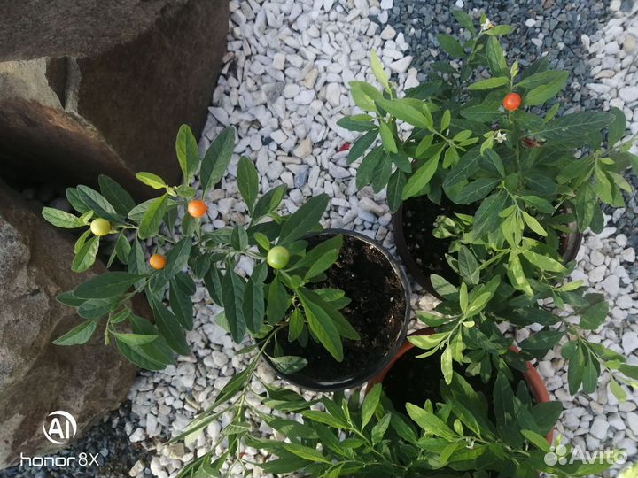 Соланум паслен комнатное растение