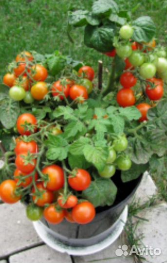 Рассада помидор