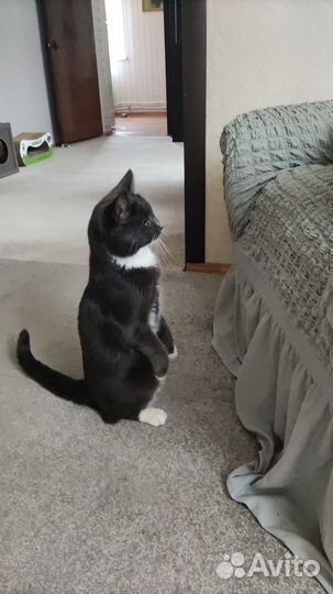 Котики ищут дом
