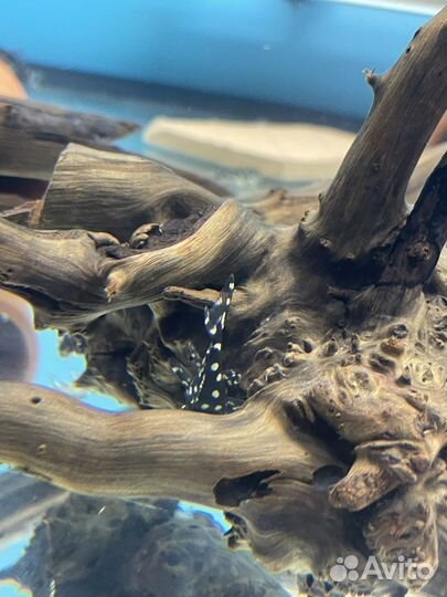 Номерные сомы L-201